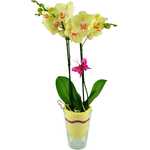 Dekorative, gelbe Orchidee (Phalaenopsis) im Glas