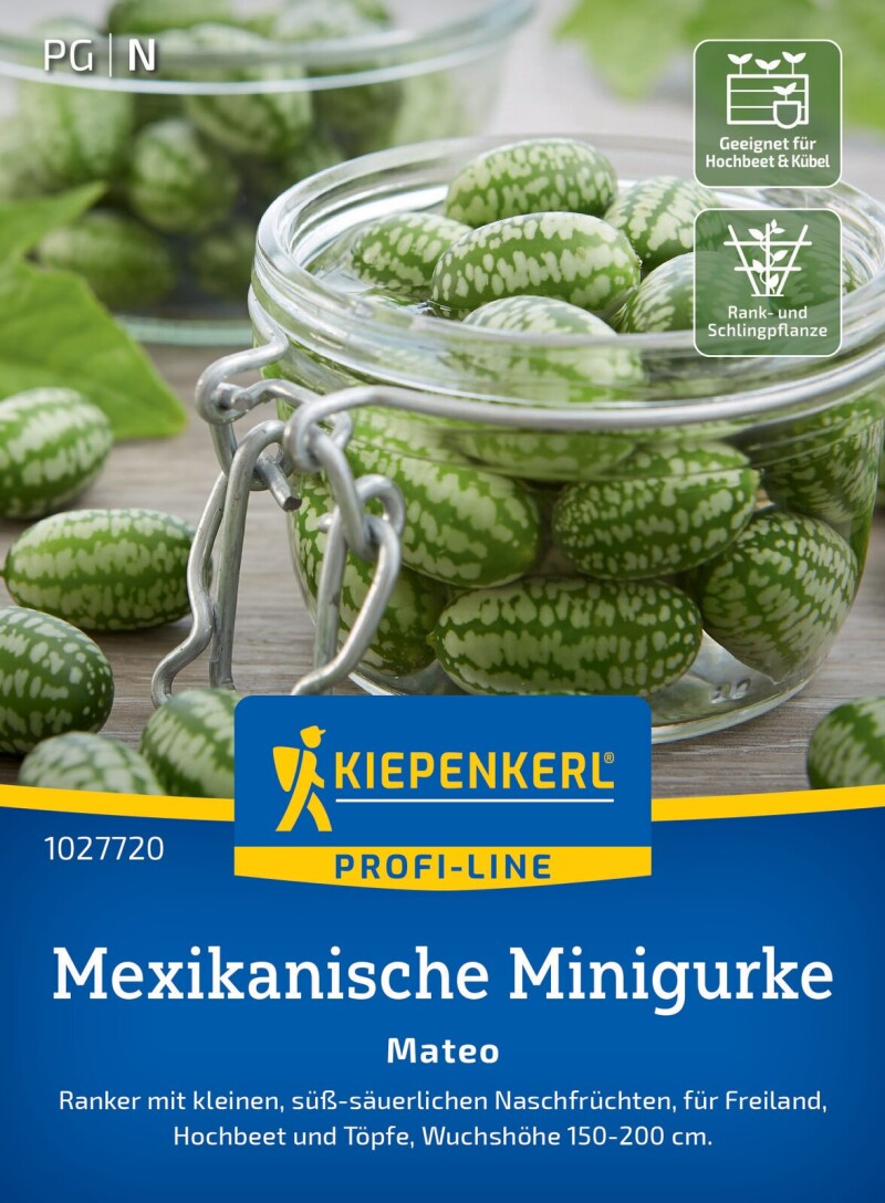 Mexikanische Minigurke Mateo, Ranker mit kleinen Naschfrüchten - Freiland, Hochbeet und Töpfe