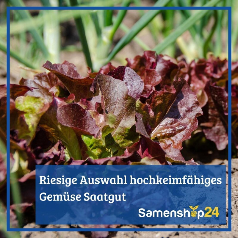 Rote Bete Rote Kugel 2, Rund - durchgefärbte, lagerfähige Rübe - für Beet und Hochbeet, Kiepenkerl