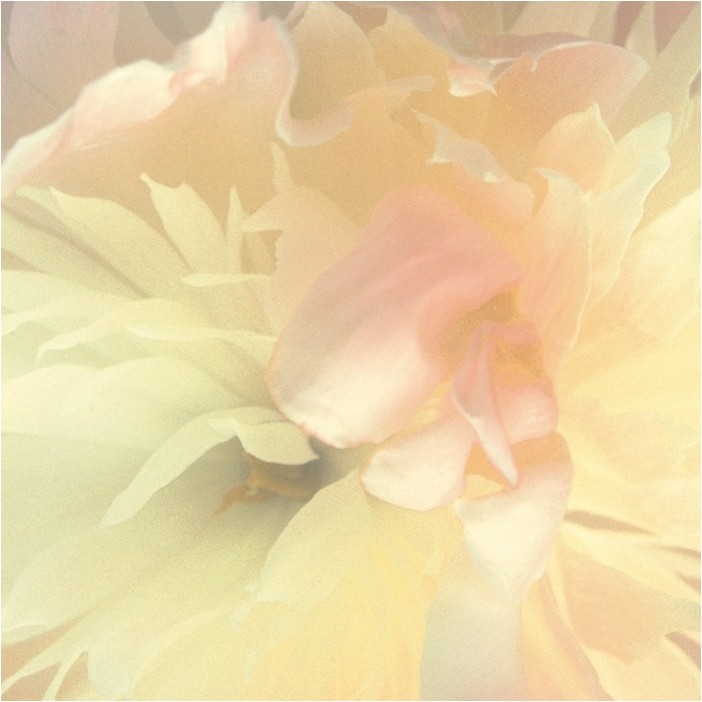 Vlies Fototapete 839807 Blumen Floral Magicwalls Booklet Rasch